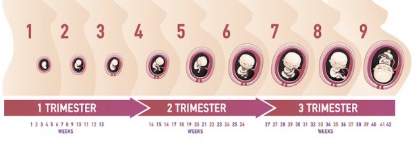 Oral care during stages of Pregnancy